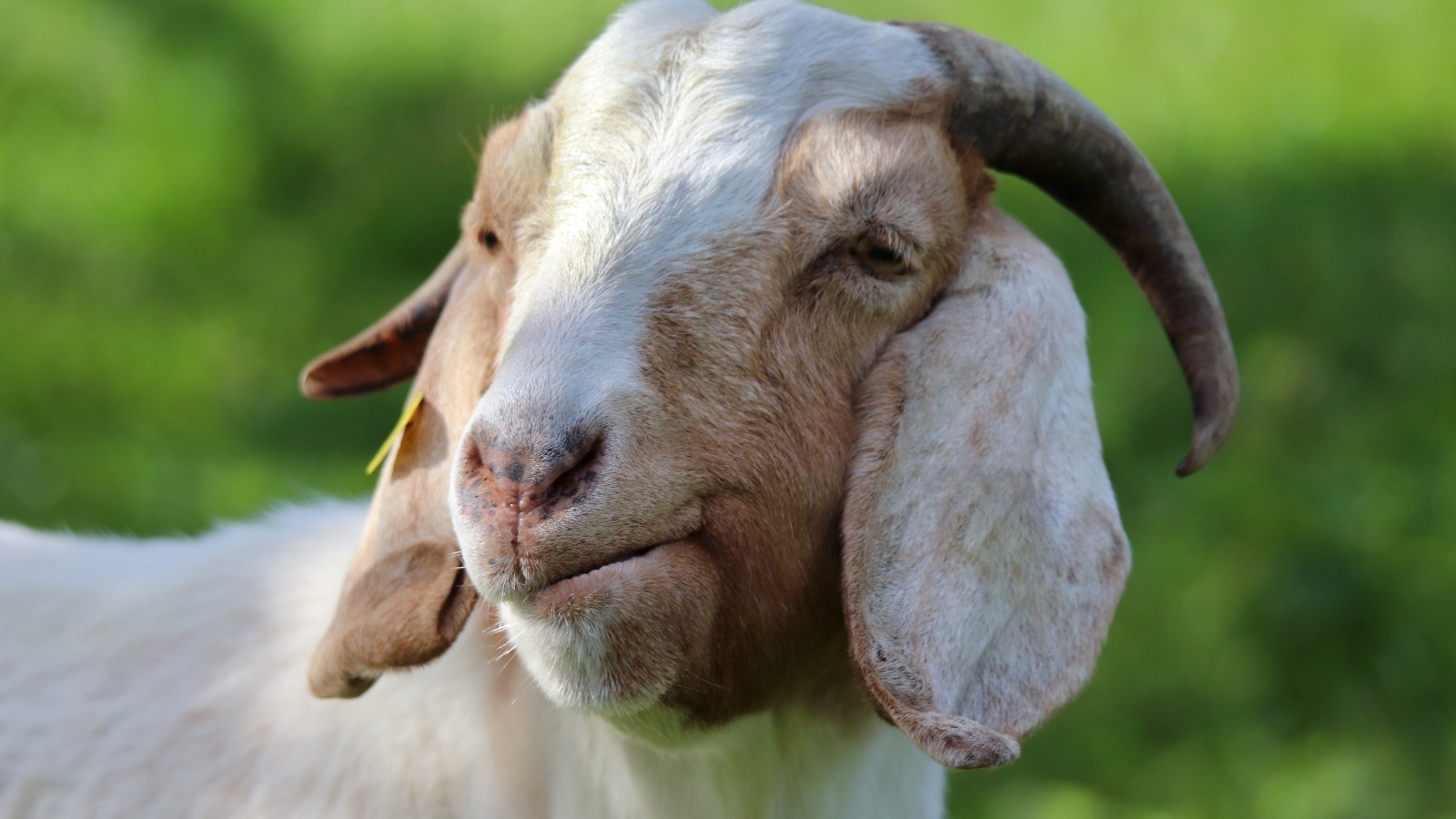 Большая рогатая коза с длинными ушами