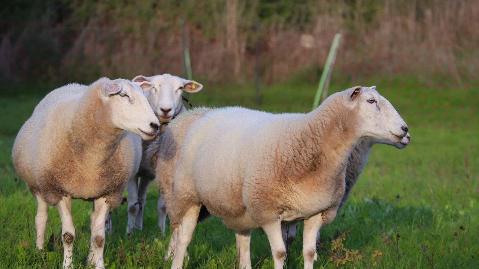Пушистые овцы на зеленой траве