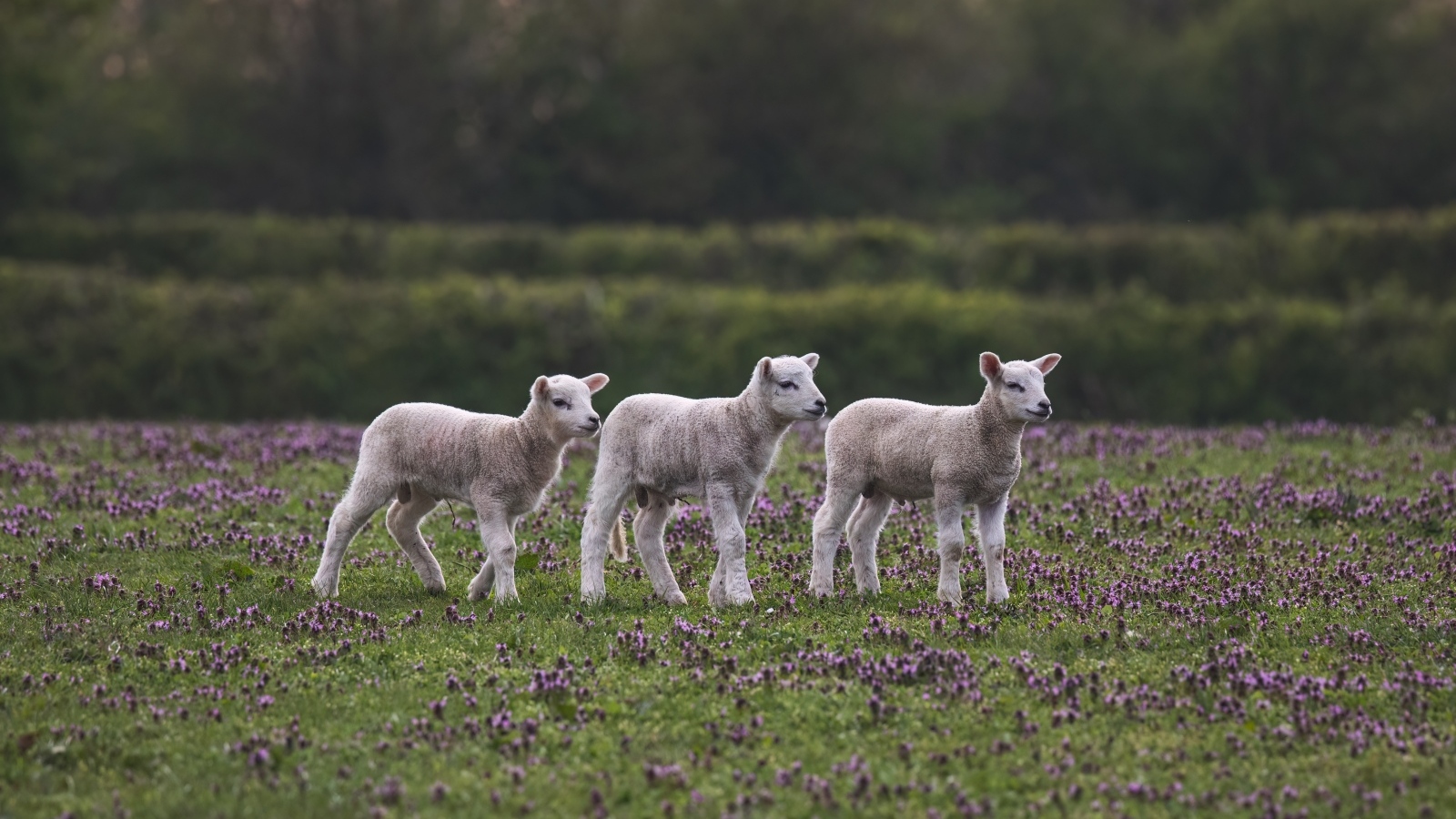 Маленькие овечки на поле с цветами