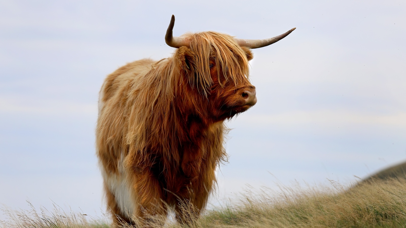 Лохматая высокогорная корова