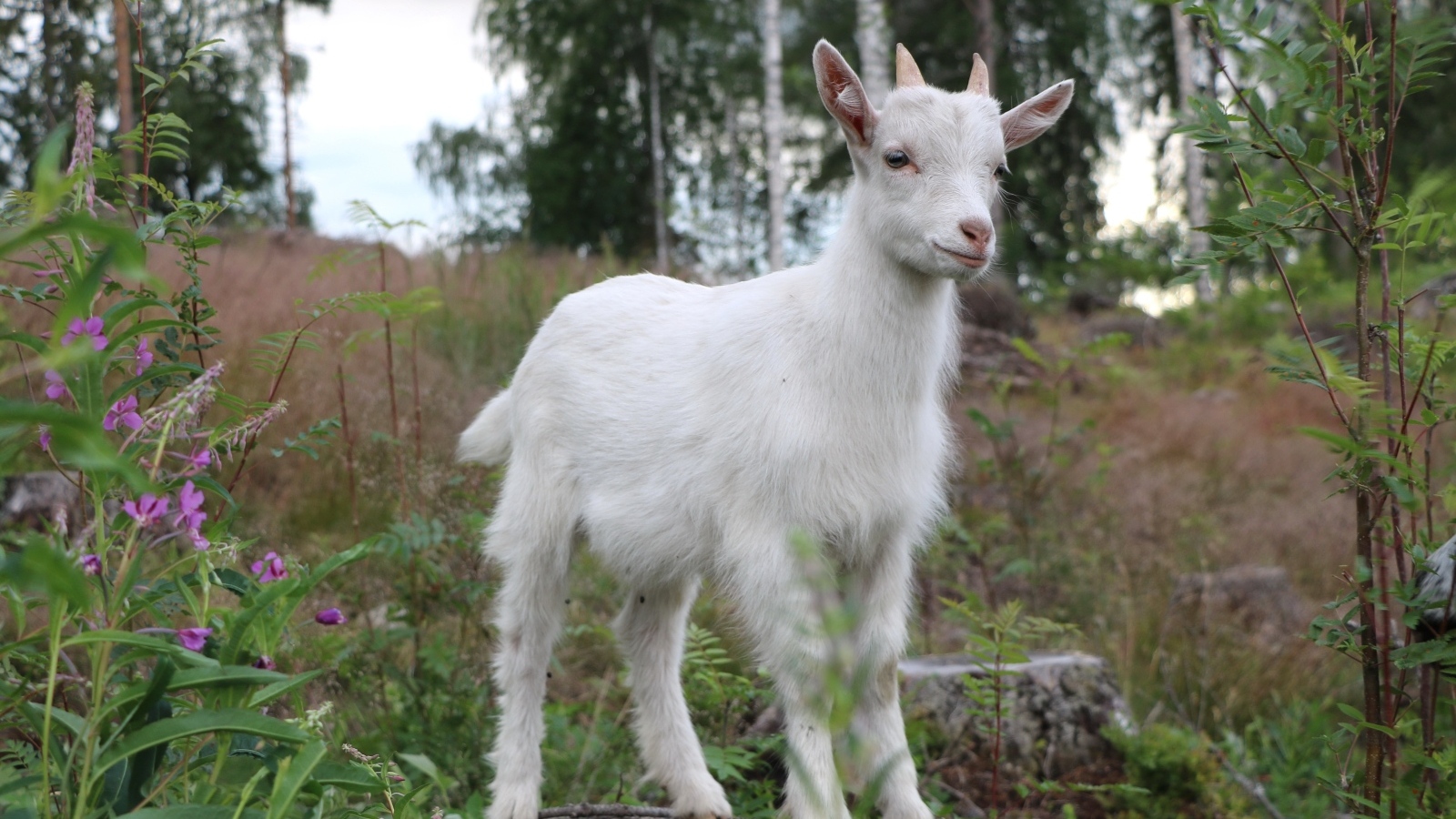 Белый козленок стоит на камне