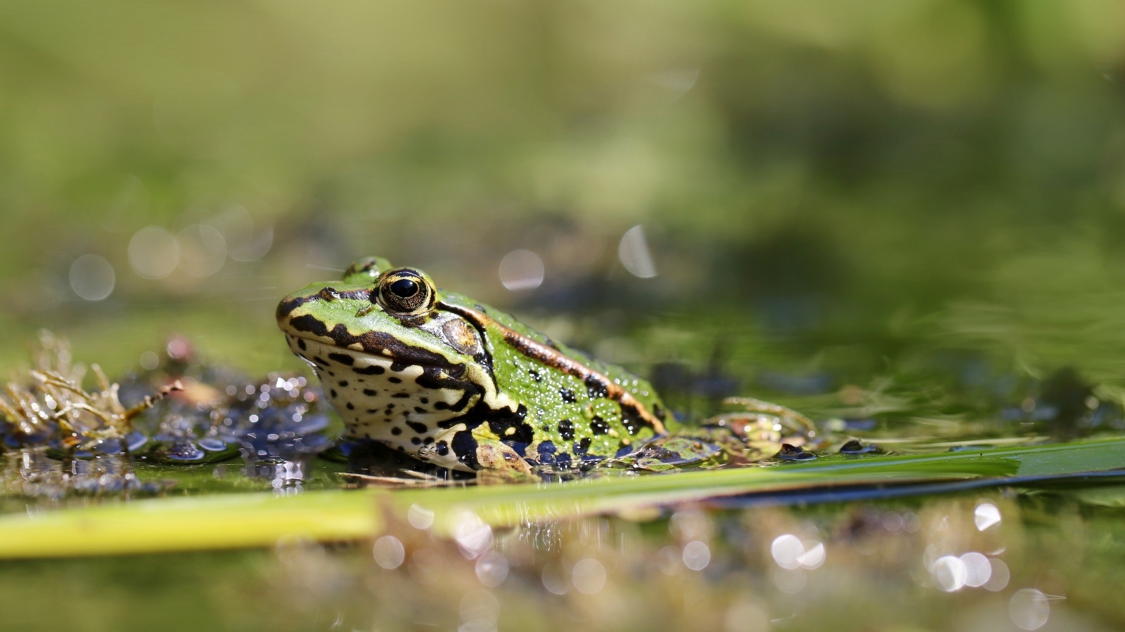 Жаба сидит на листке в пруду