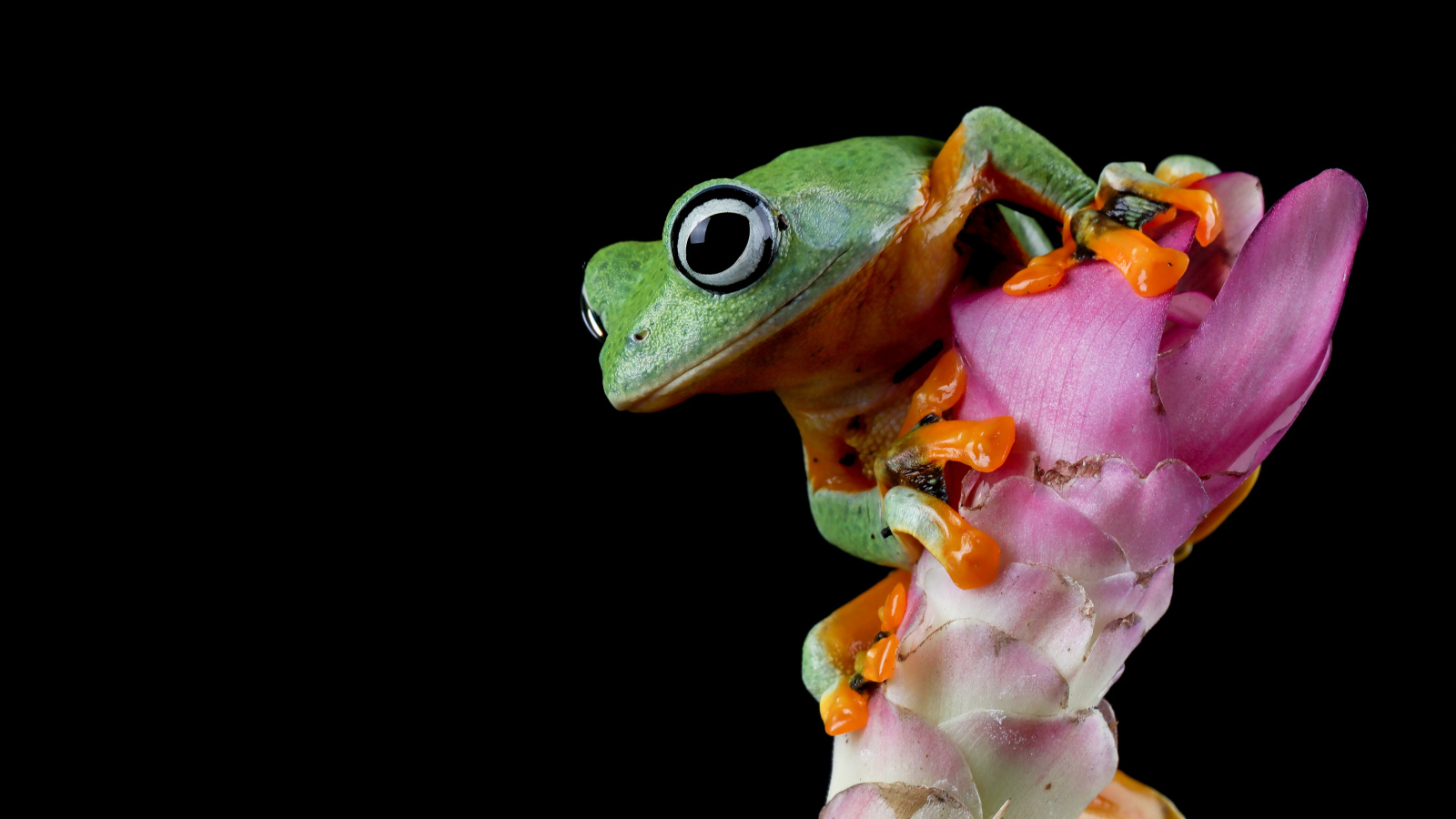 Зеленая лягушка сидит на розовом цветке на черном фоне