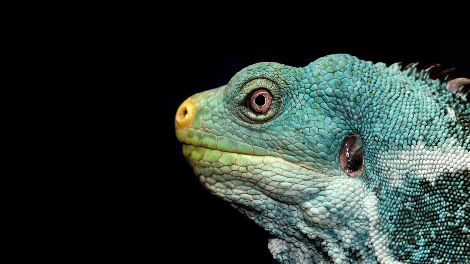 Голова зеленой игуаны на черном фоне