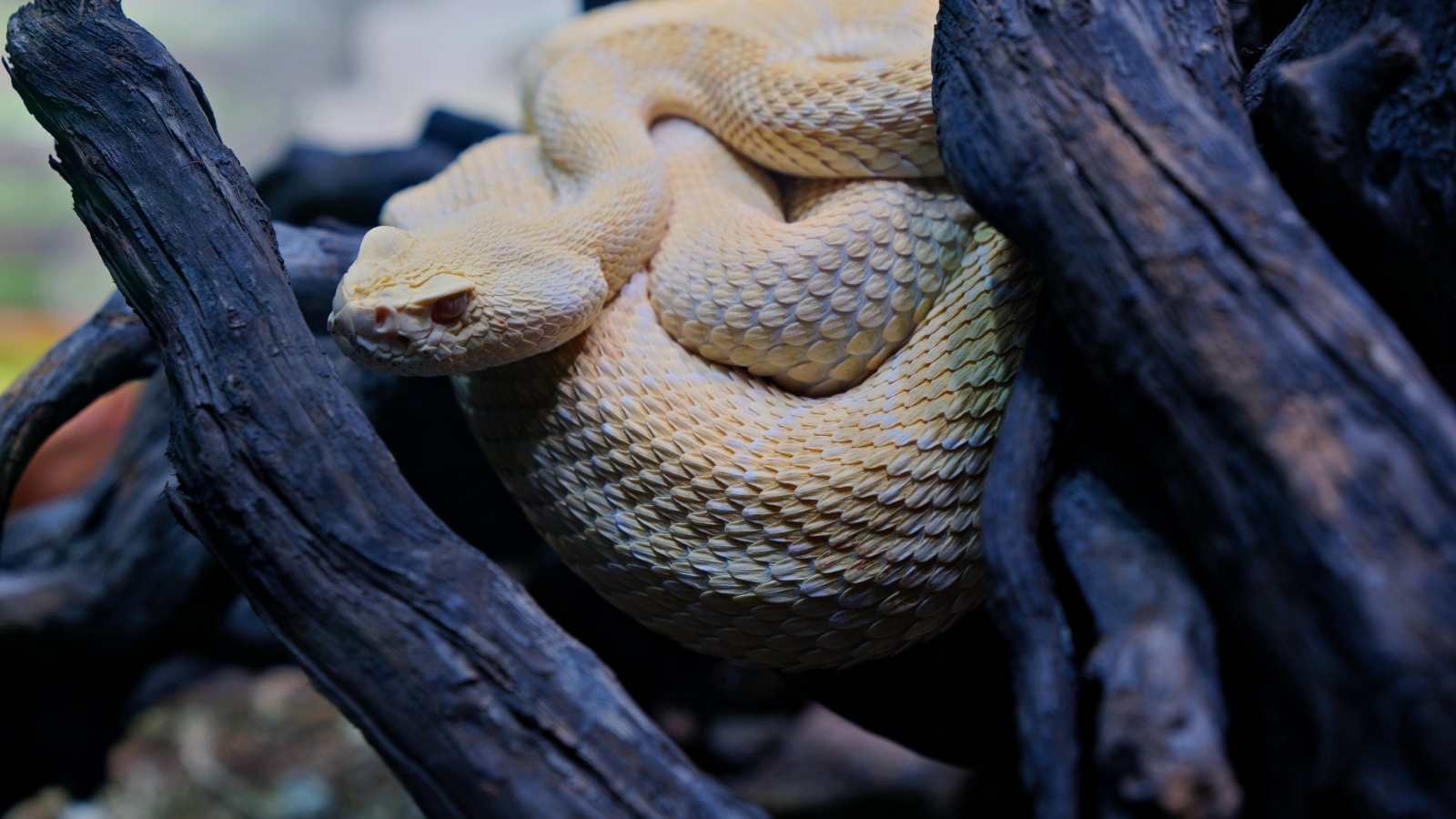 Большая западная гремучая змея в ветках