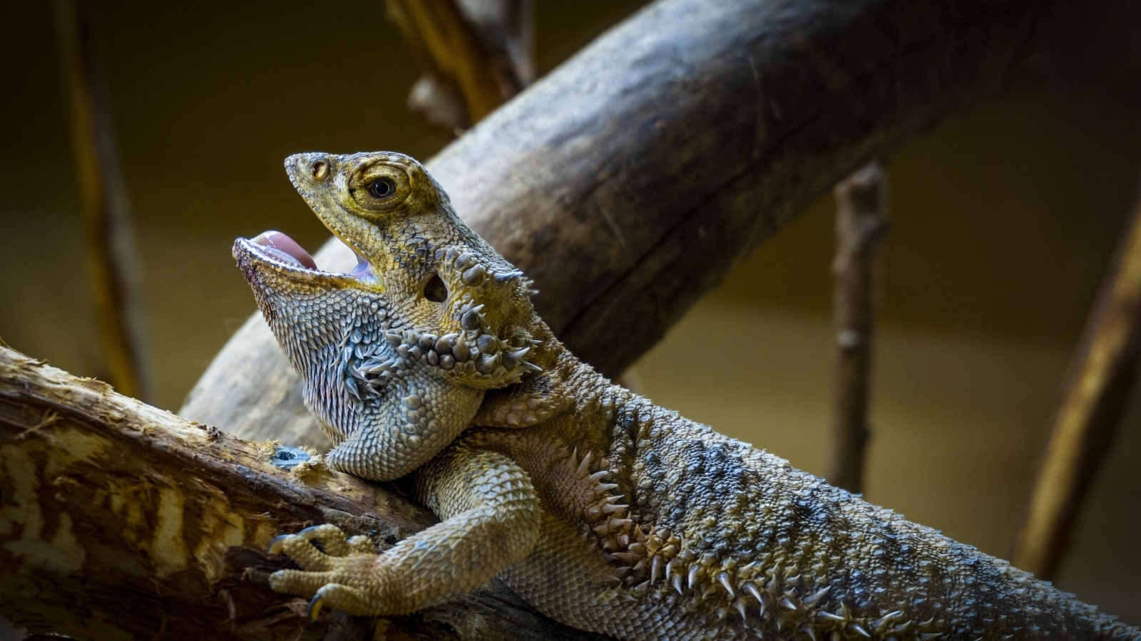 Большая агама на ветке с открытым ртом