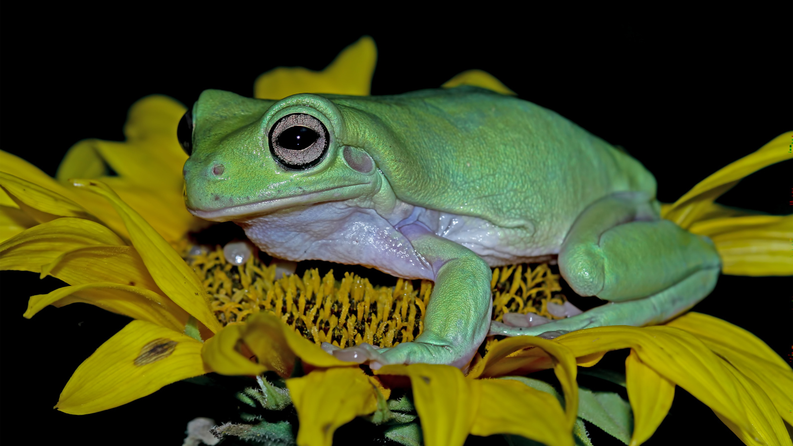 Большая зеленая лягушка на желтом цветке подсолнуха