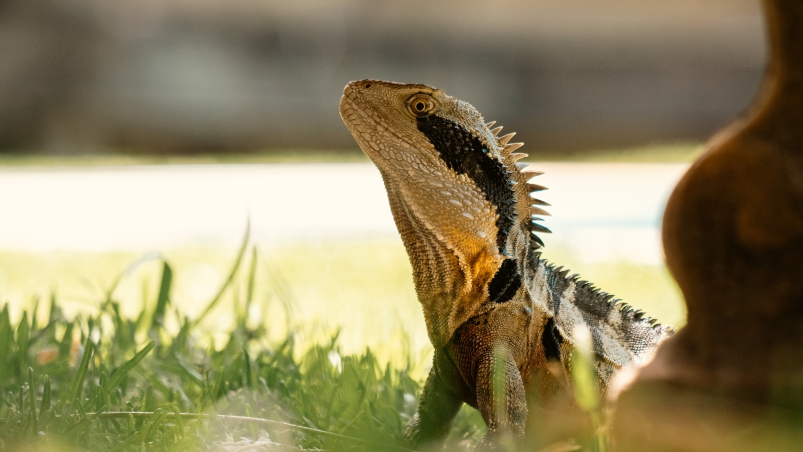 Большая игуана в зеленой траве 