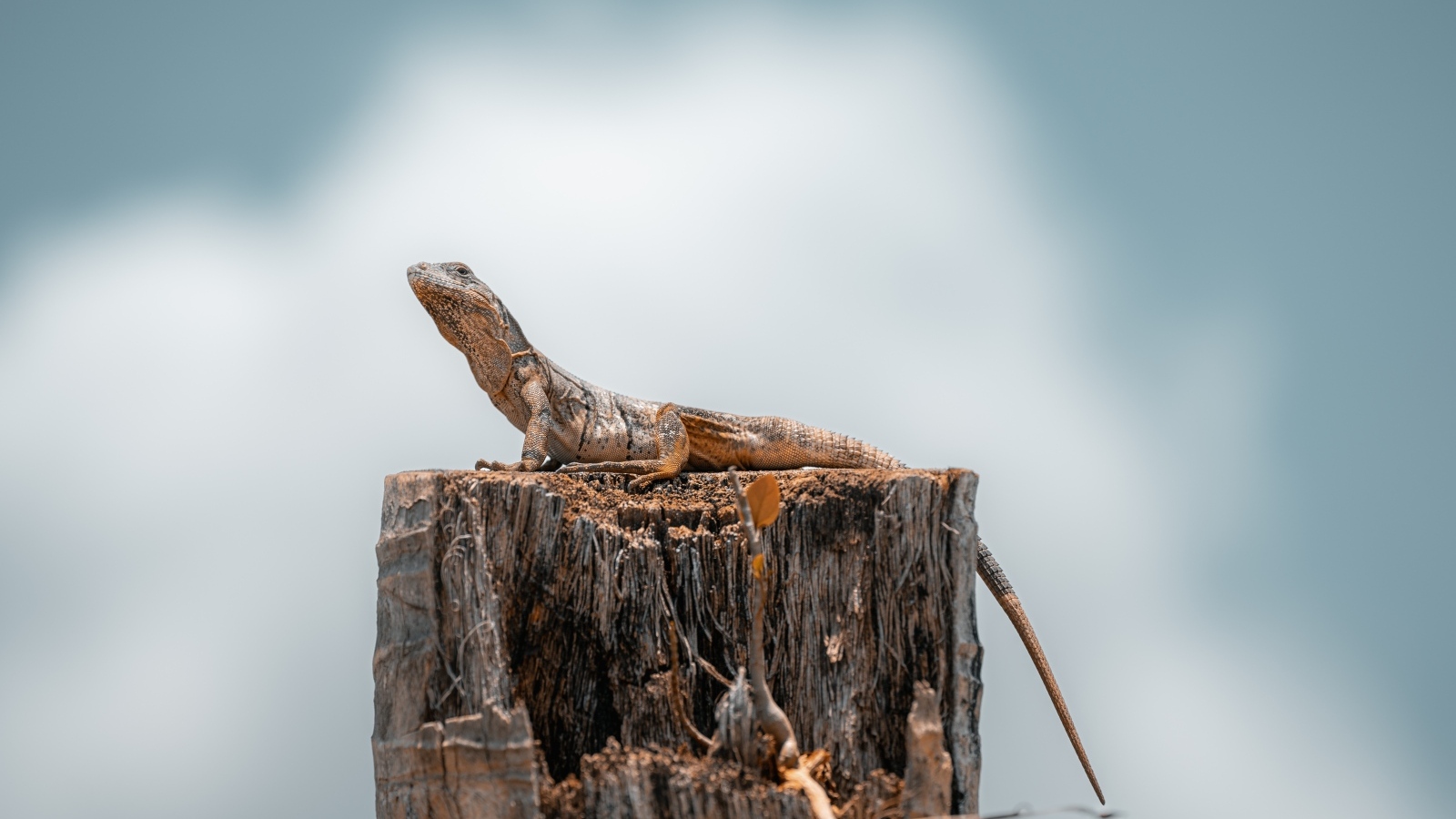 Ящерица сидит на пне на сером фоне