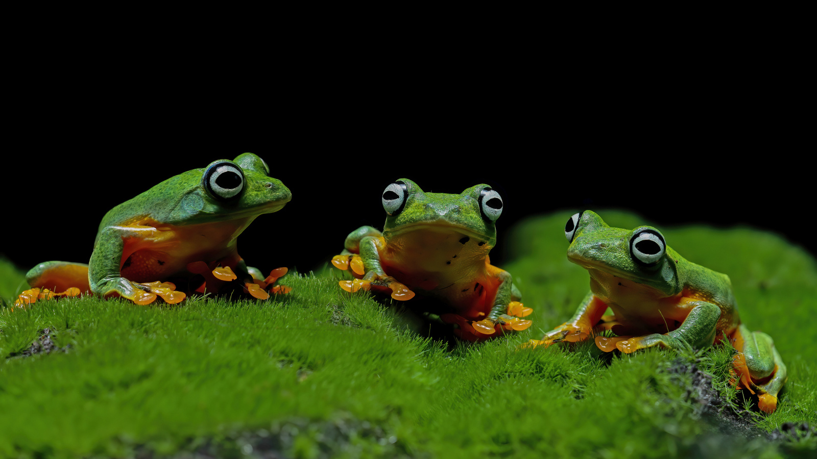 Три зеленые лягушки сидят на зеленом мху