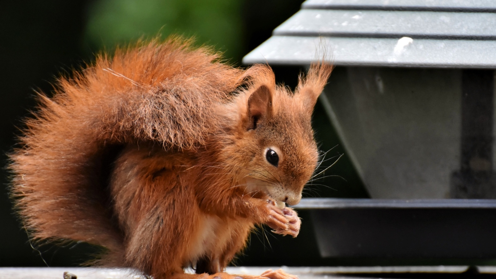 Рыжая белка грызет орех у кормушки