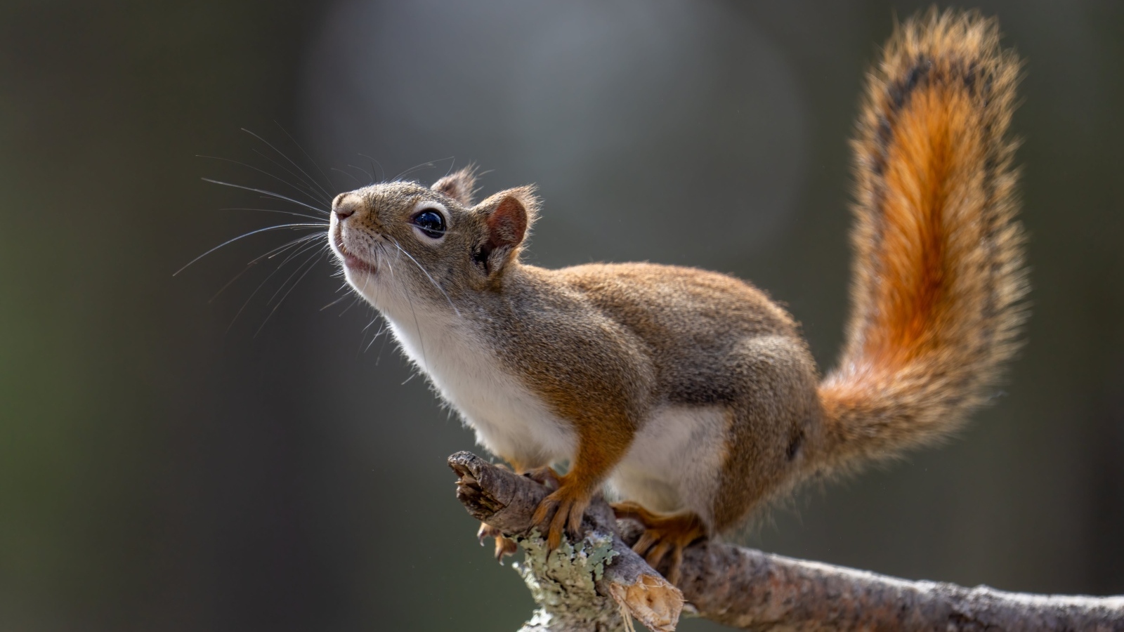 Любопытная белка сидит на ветке дерева