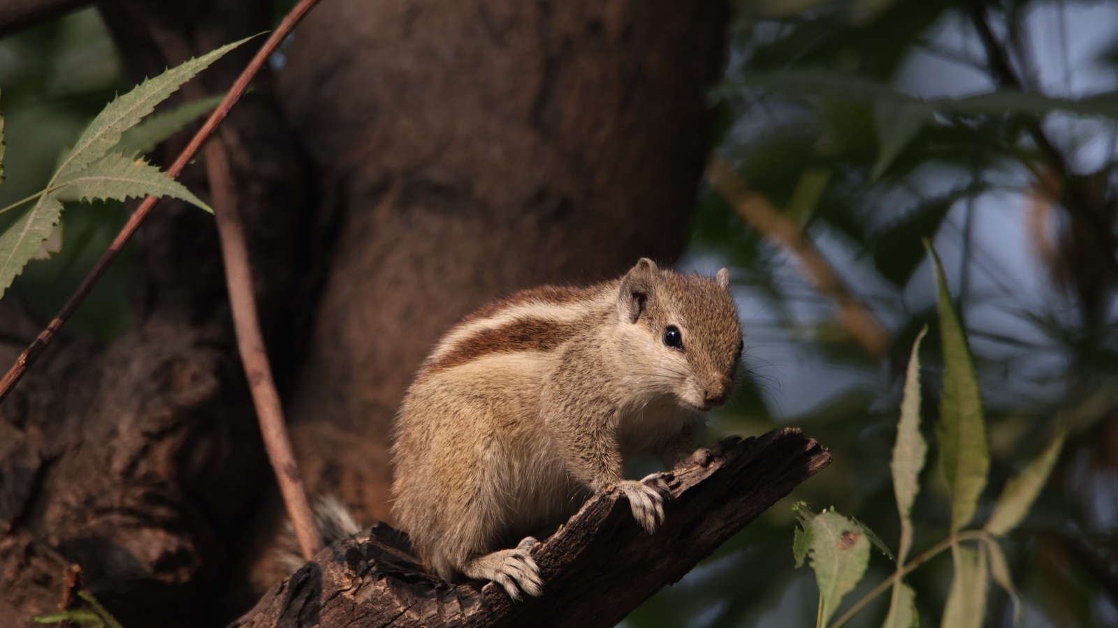 Маленький бурундук сидит на ветке