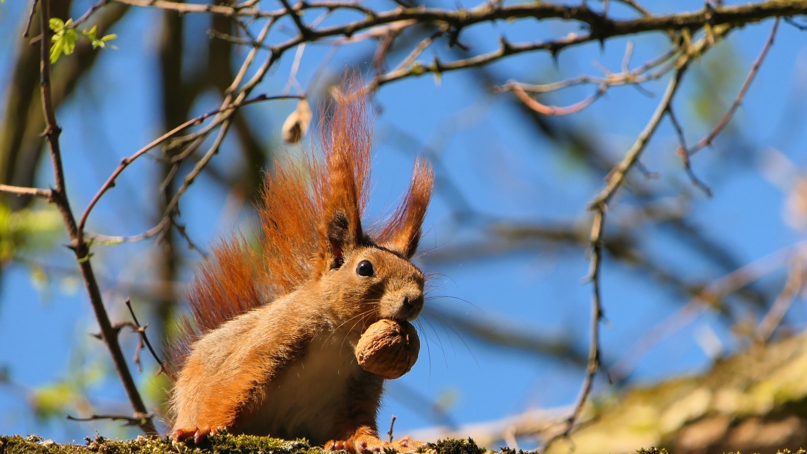 Рыжая белка с грецким орехом на ветке