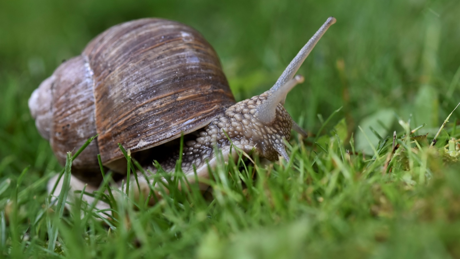Большая улитка в зеленой траве