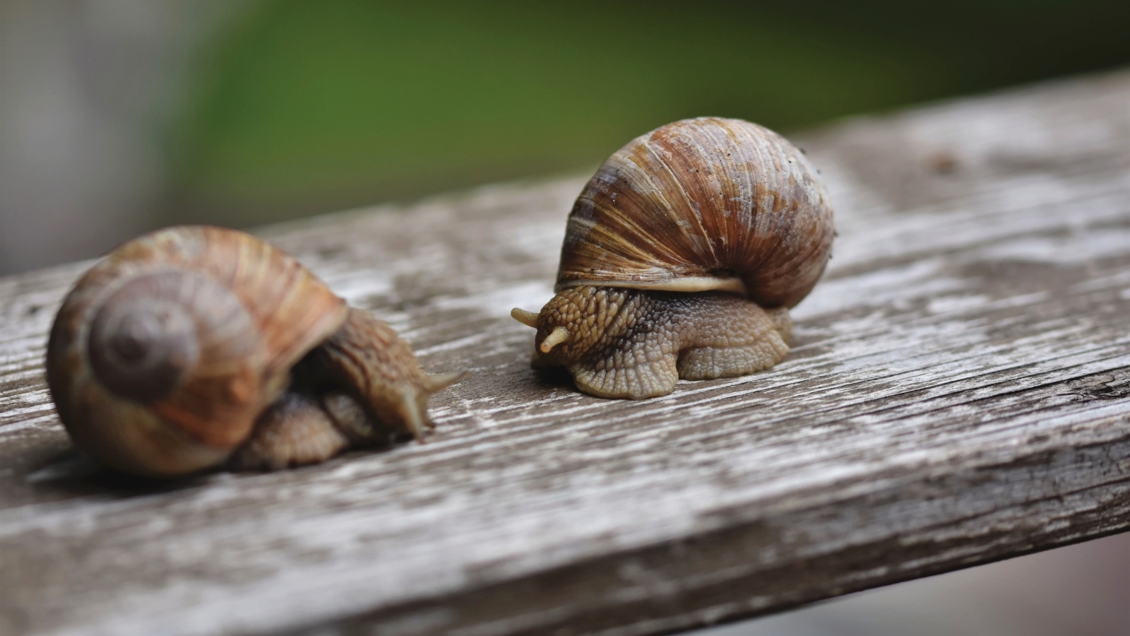 Две большие улитки сидят на доске