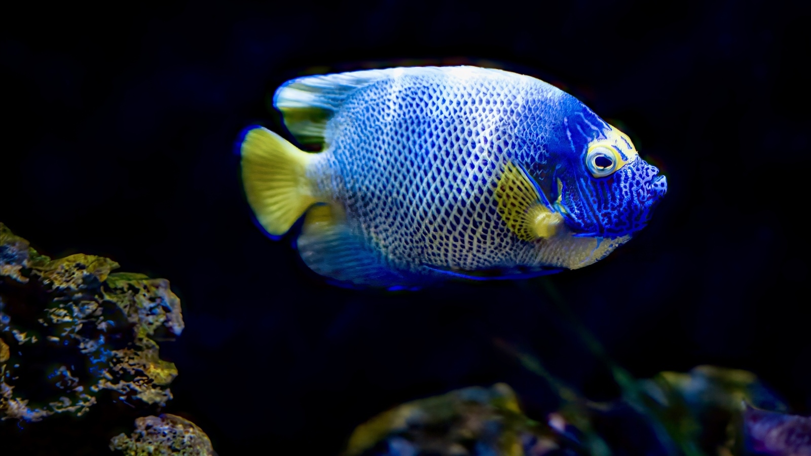 Рыба голуболицый ангел в воде