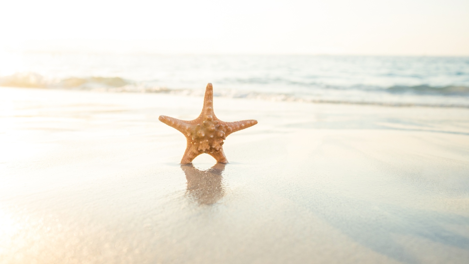 Морская звезда на мокром песке в лучах солнца на пляже