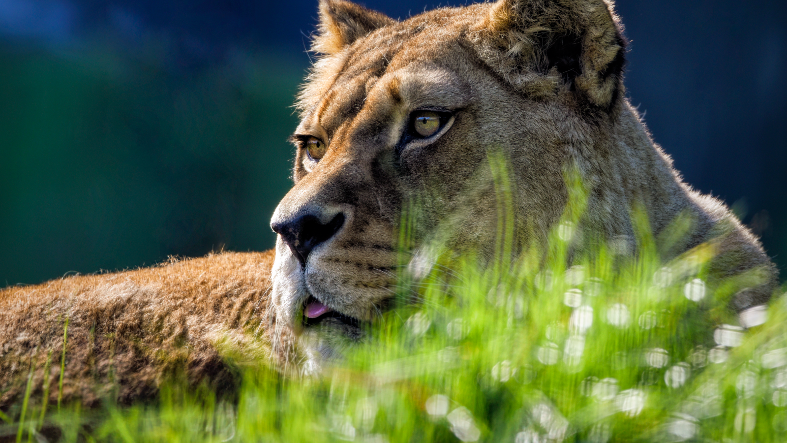 Большая львица лежит в зеленой  траве
