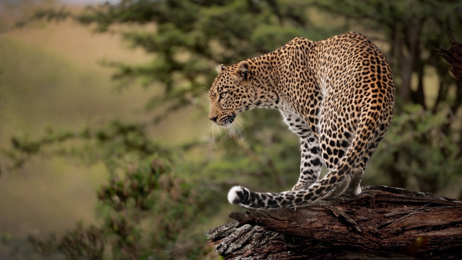 Большой пятнистый леопард стоит на сухом дереве