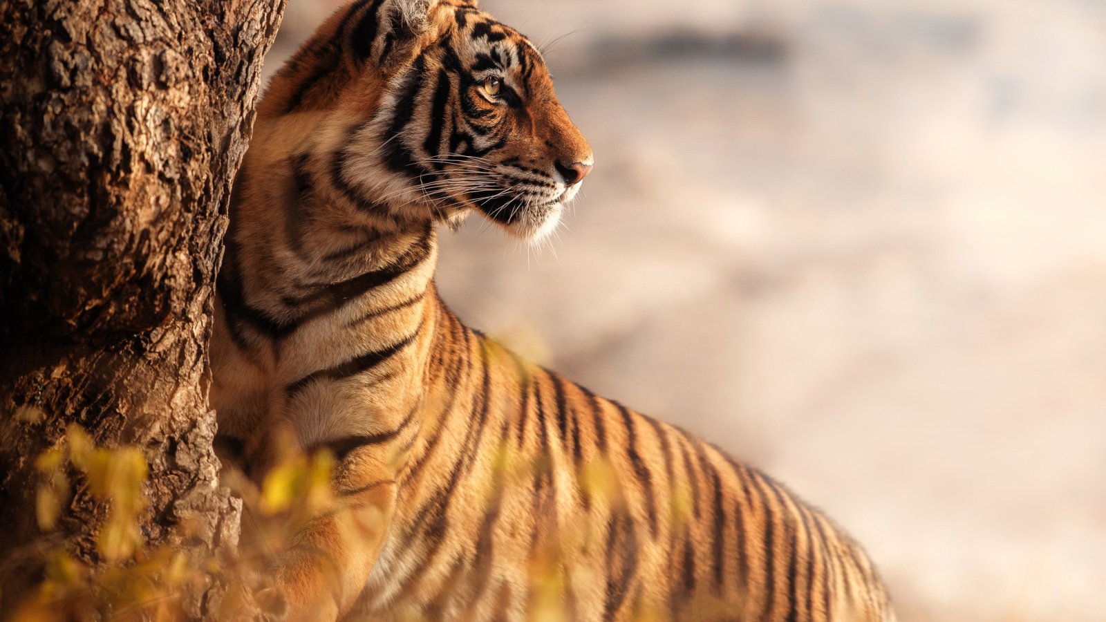 Большой полосатый тигр стоит у дерева