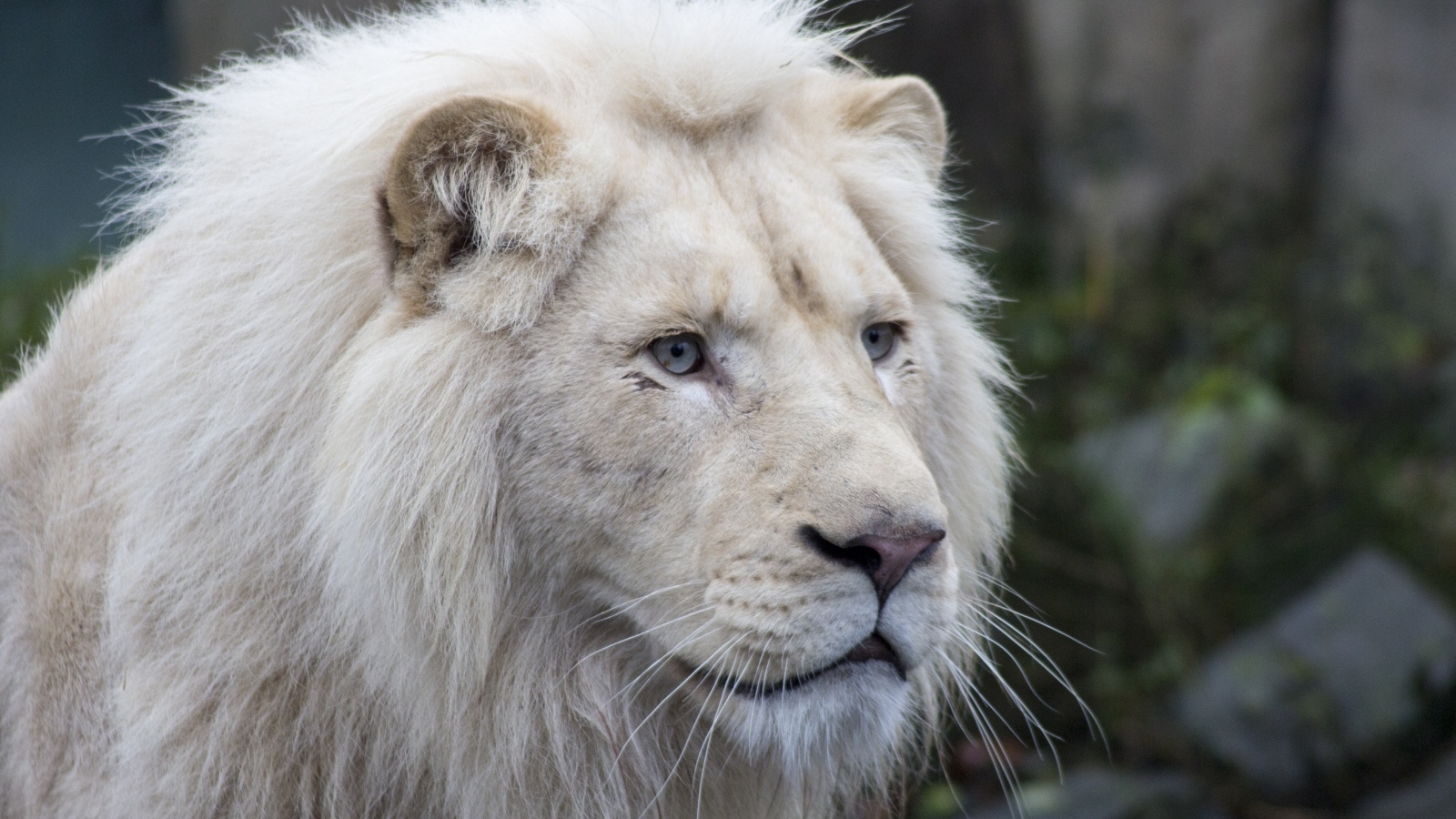 Большой белый голубоглазый лев