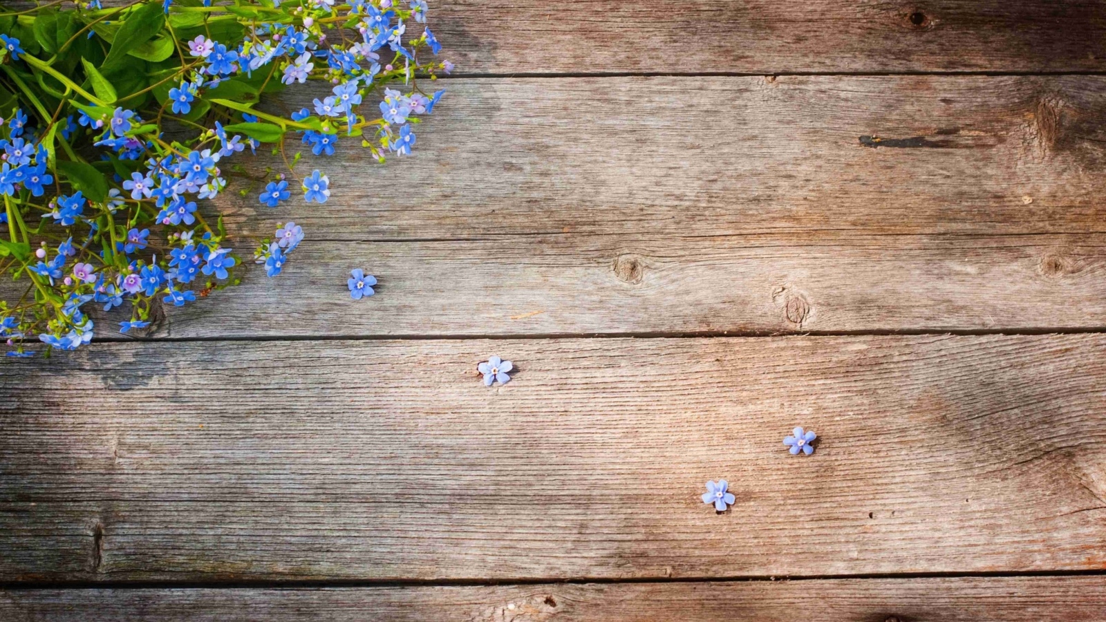 Голубые цветы незабудки на деревянном фоне