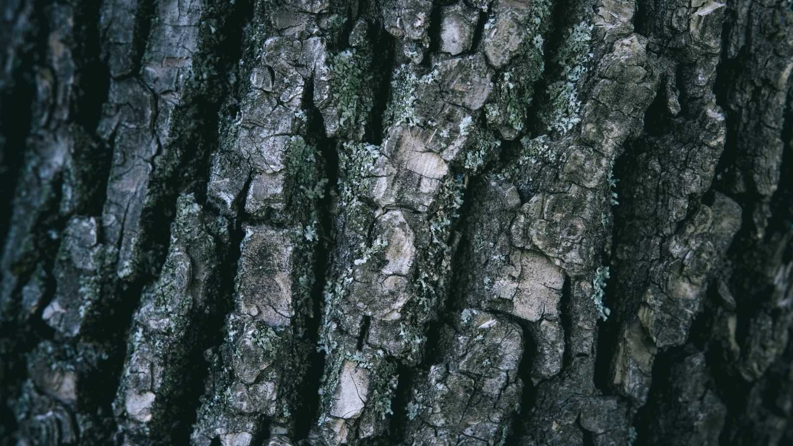 Старая кора дерева для фона