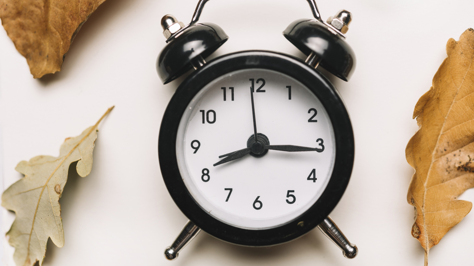 Большой черный будильник на белом фоне с листвой