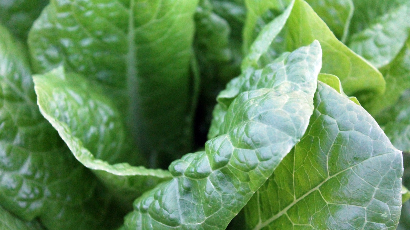 Зеленые листья растения крупным планом