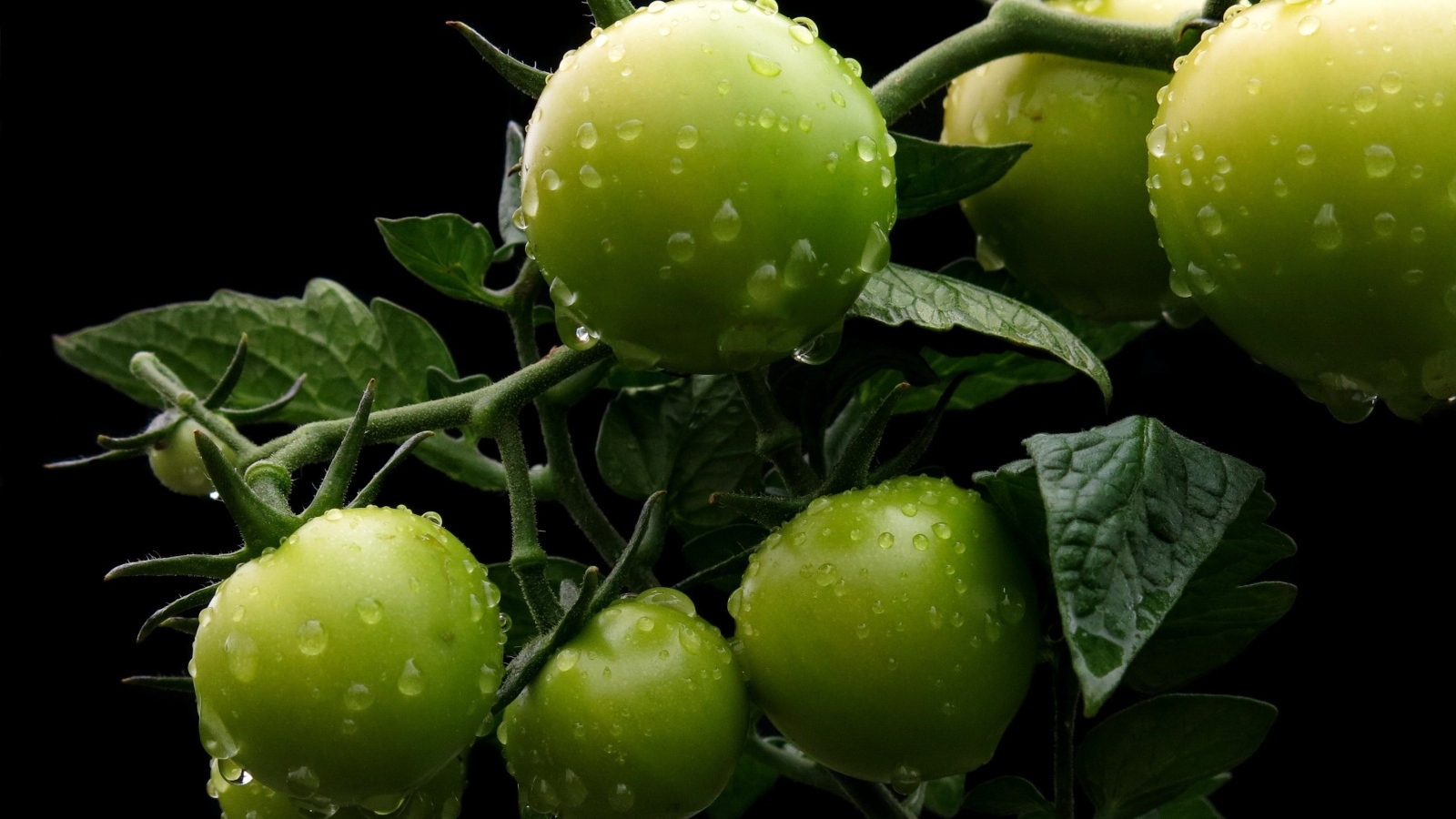 Зеленые помидоры на ветке в каплях воды