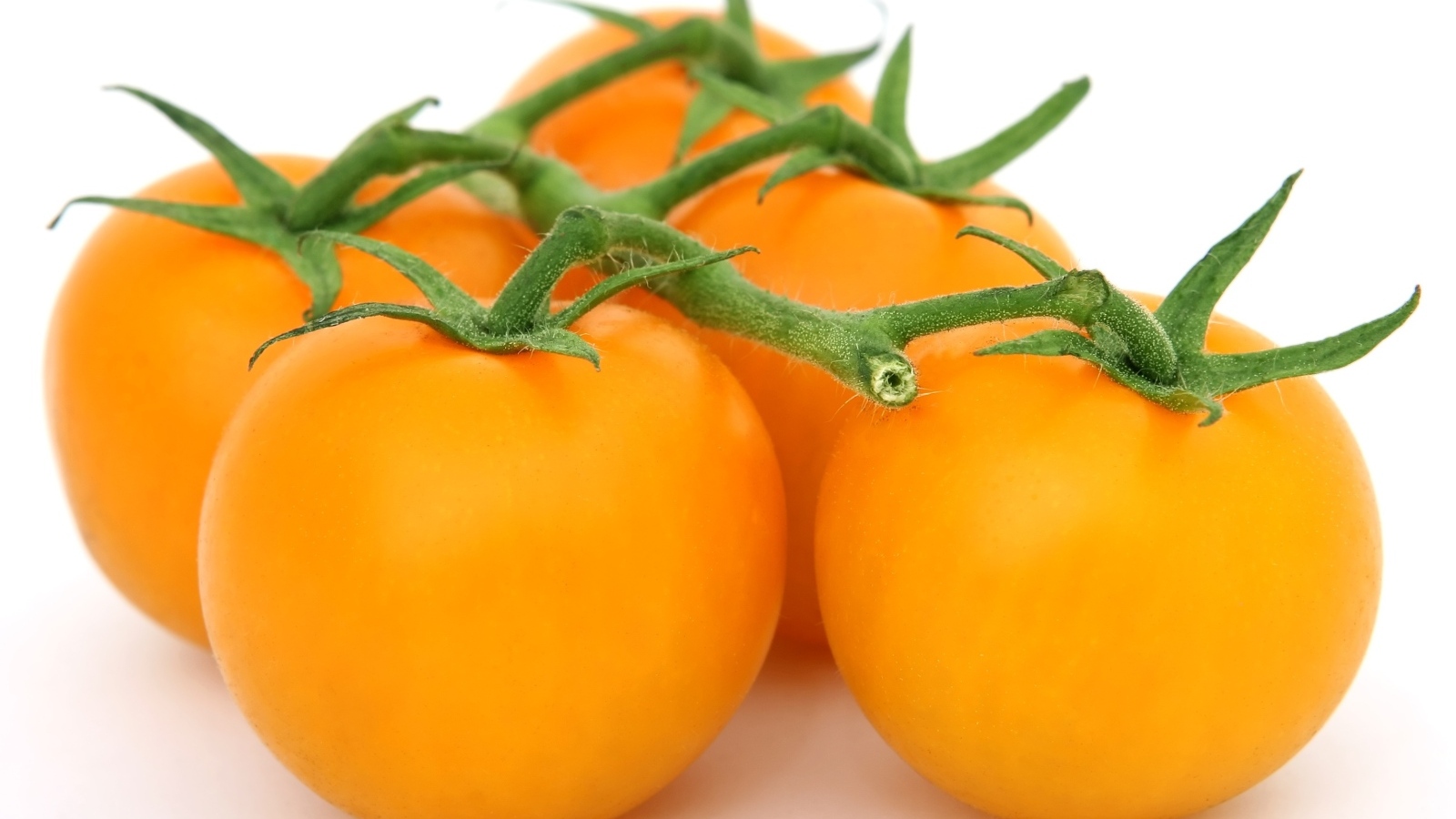 Оранжевые помидоры на ветке на белом фоне