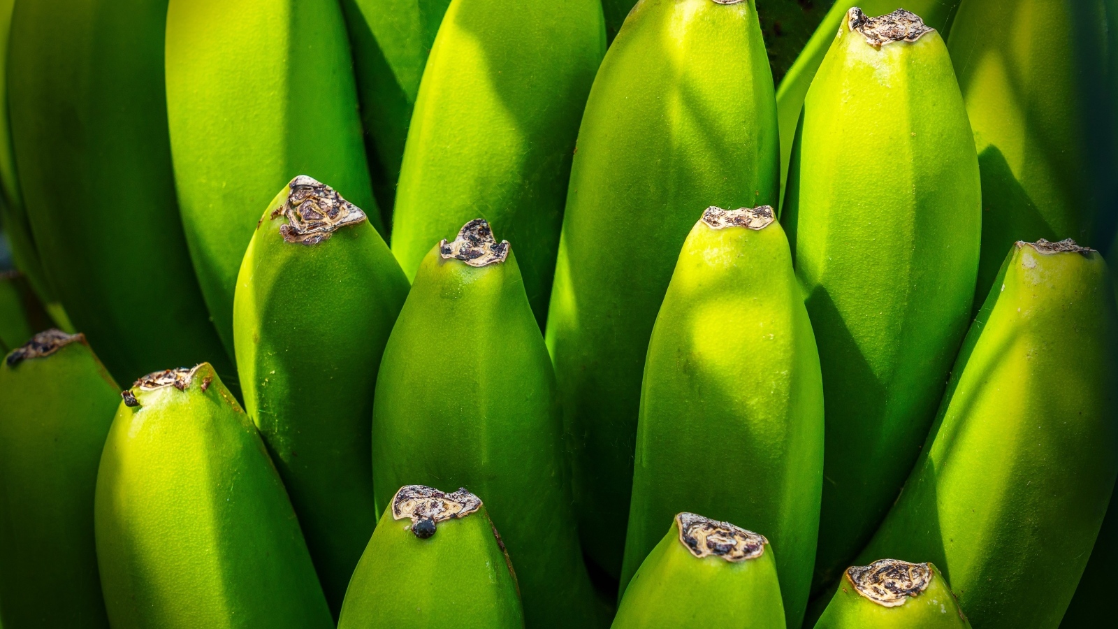 Зеленые бананы крупным планом