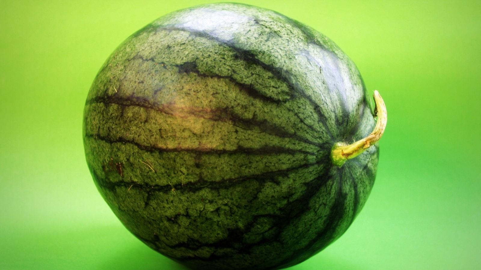 Большой полосатый арбуз на зеленом фоне крупным планом