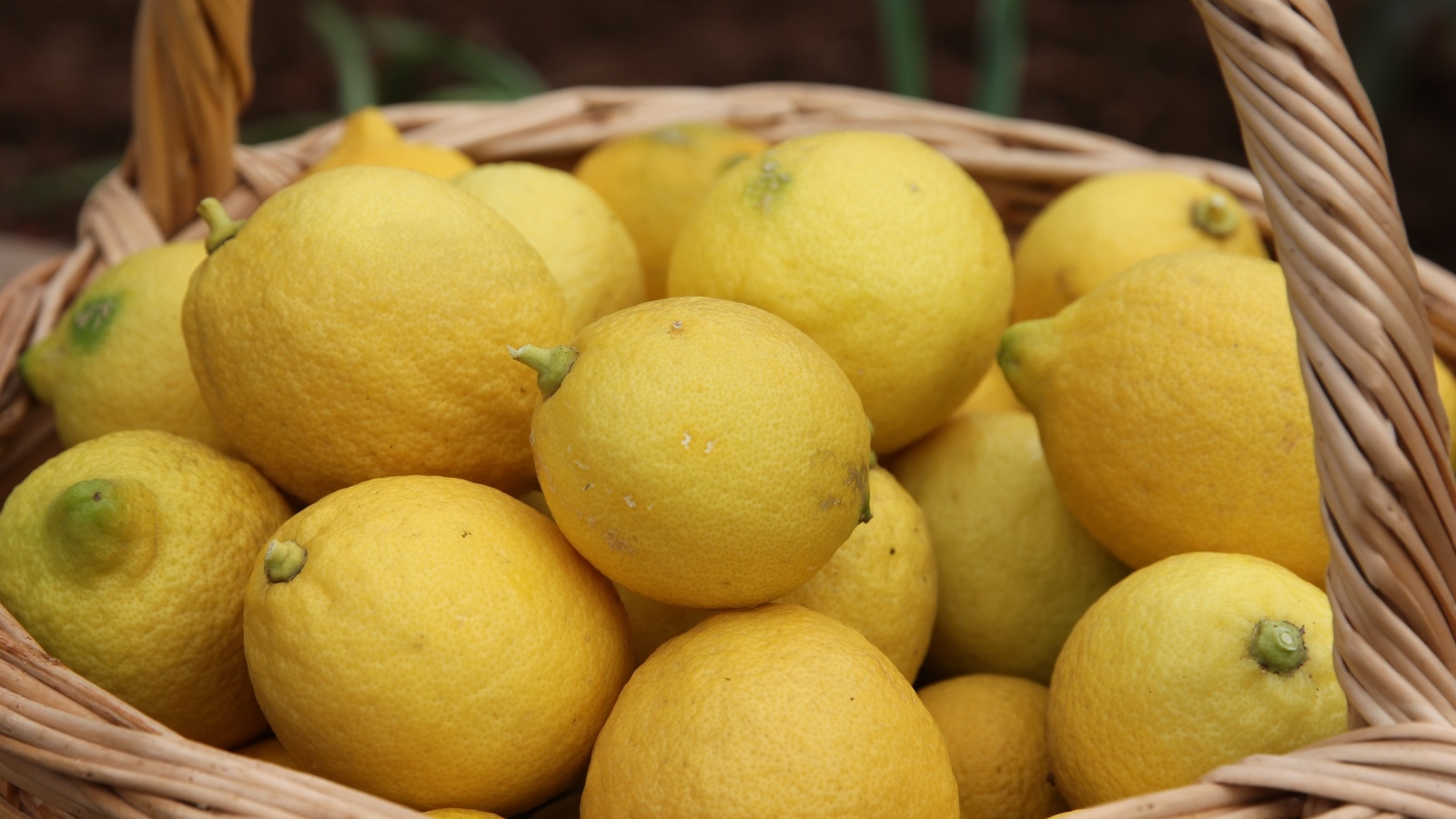 Много спелых желтых лимонов в корзине на столе