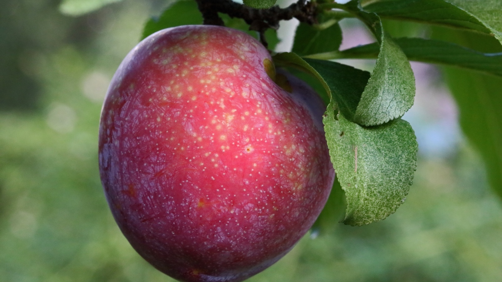 Розовая крупная слива на ветке