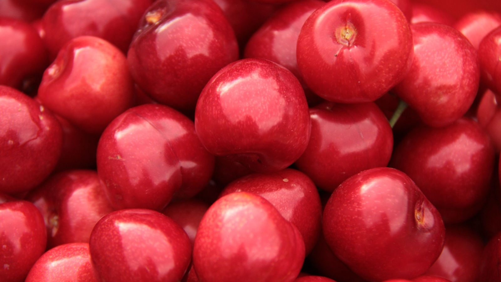 Спелые красные черешни крупным планом