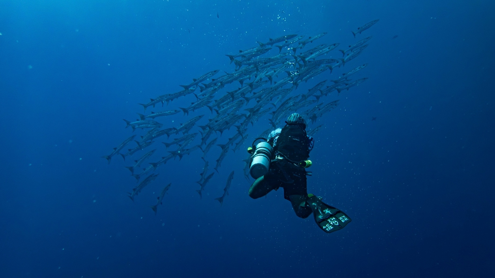 Дайвер плавает под водой с рыбами