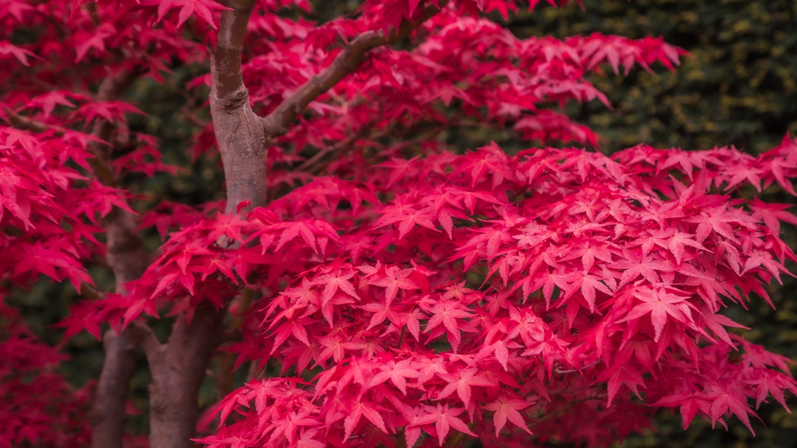 Красные листья клена на дереве осенью