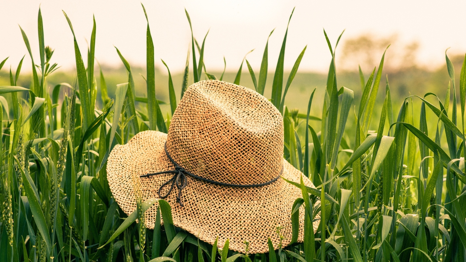 Соломенная шляпа на поле с зелеными колосьями пшеницы