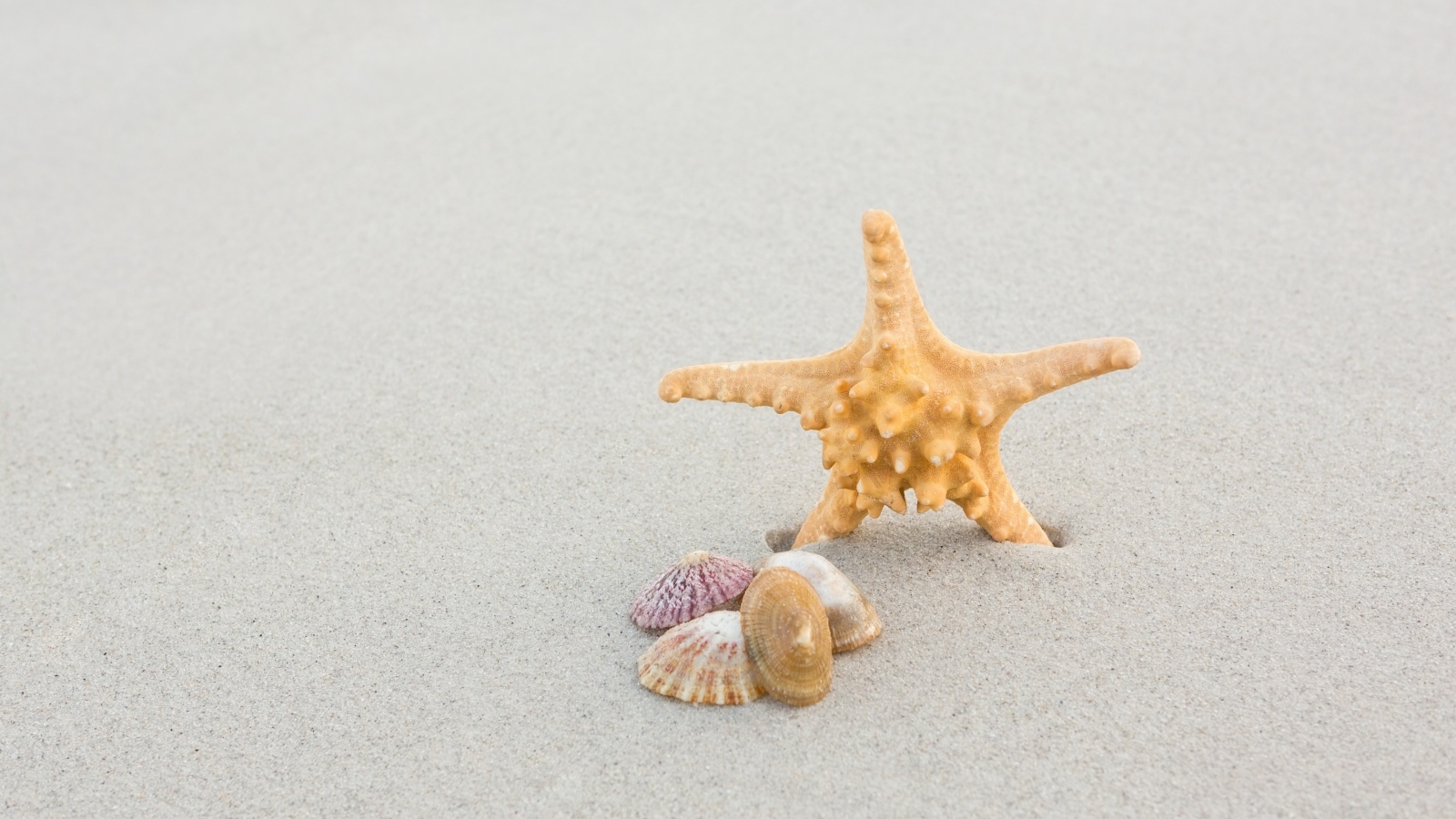 Морская звезда с ракушками на сером песке