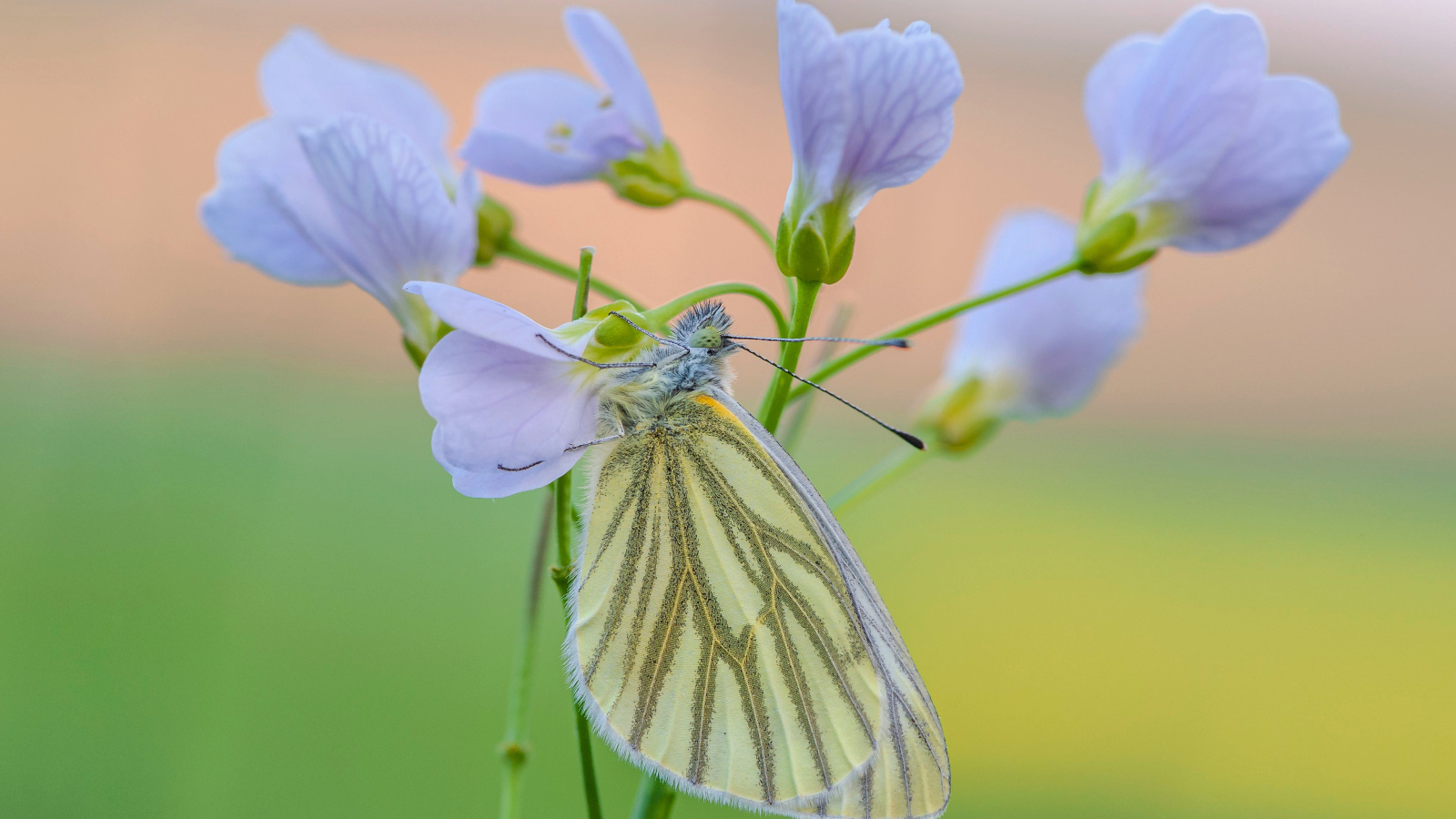 Желтая бабочка висит на голубом цветке