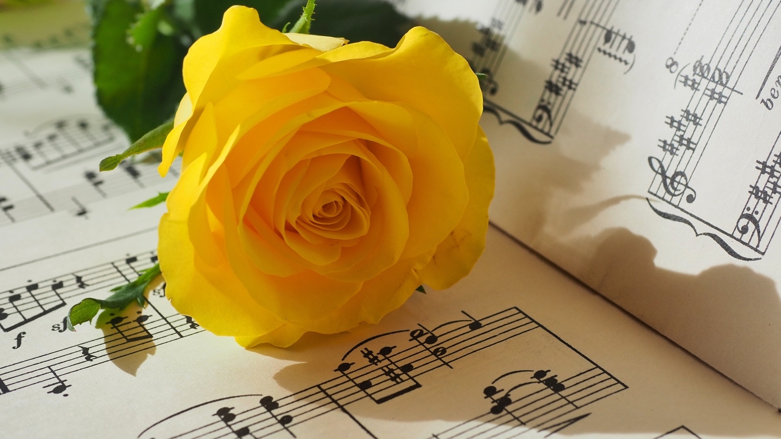 Желтая роза лежит на нотной тетради