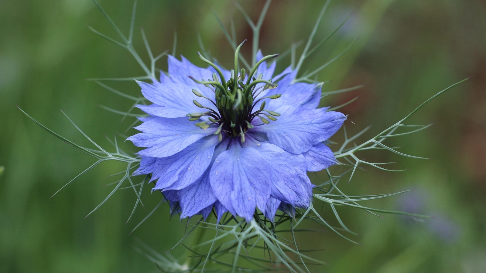 Красивый голубой цветок василек крупным планом