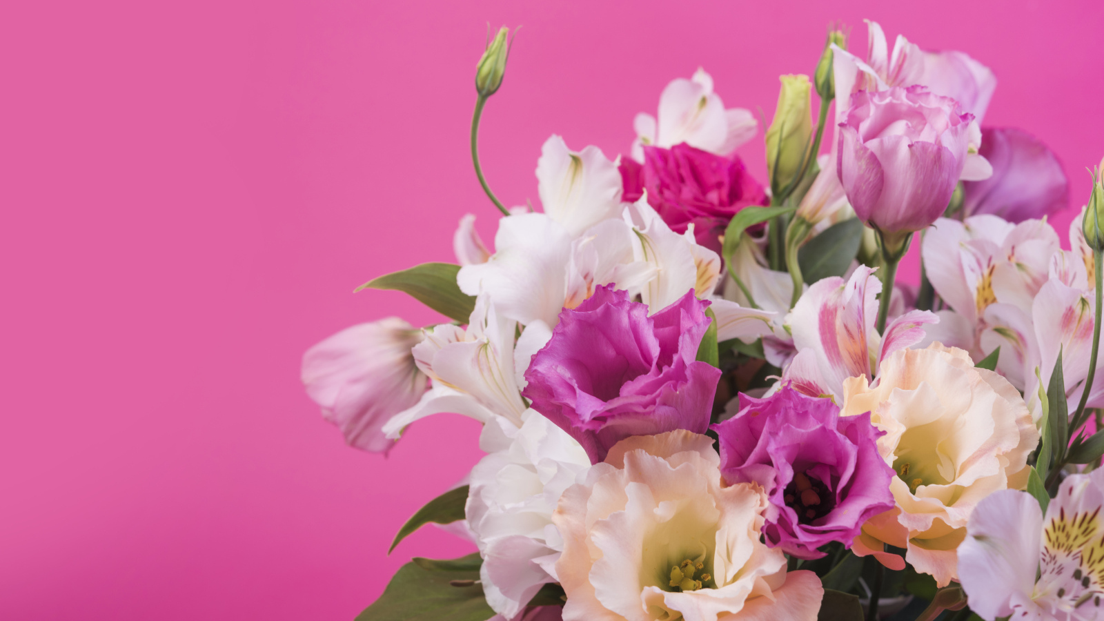 Красивый букет разноцветных цветов эустомы на розовом фоне