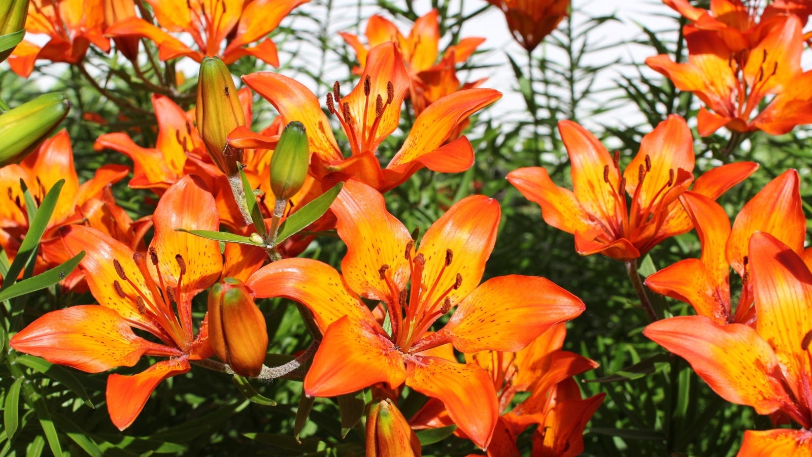 Красивые яркие оранжевые лилии крупным планом