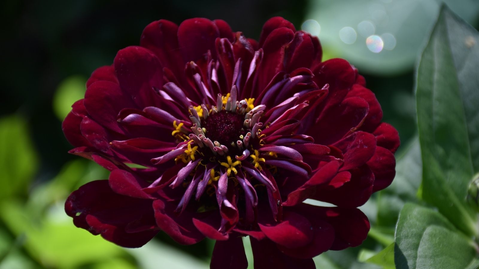 Красивый бордовый цветок циннии