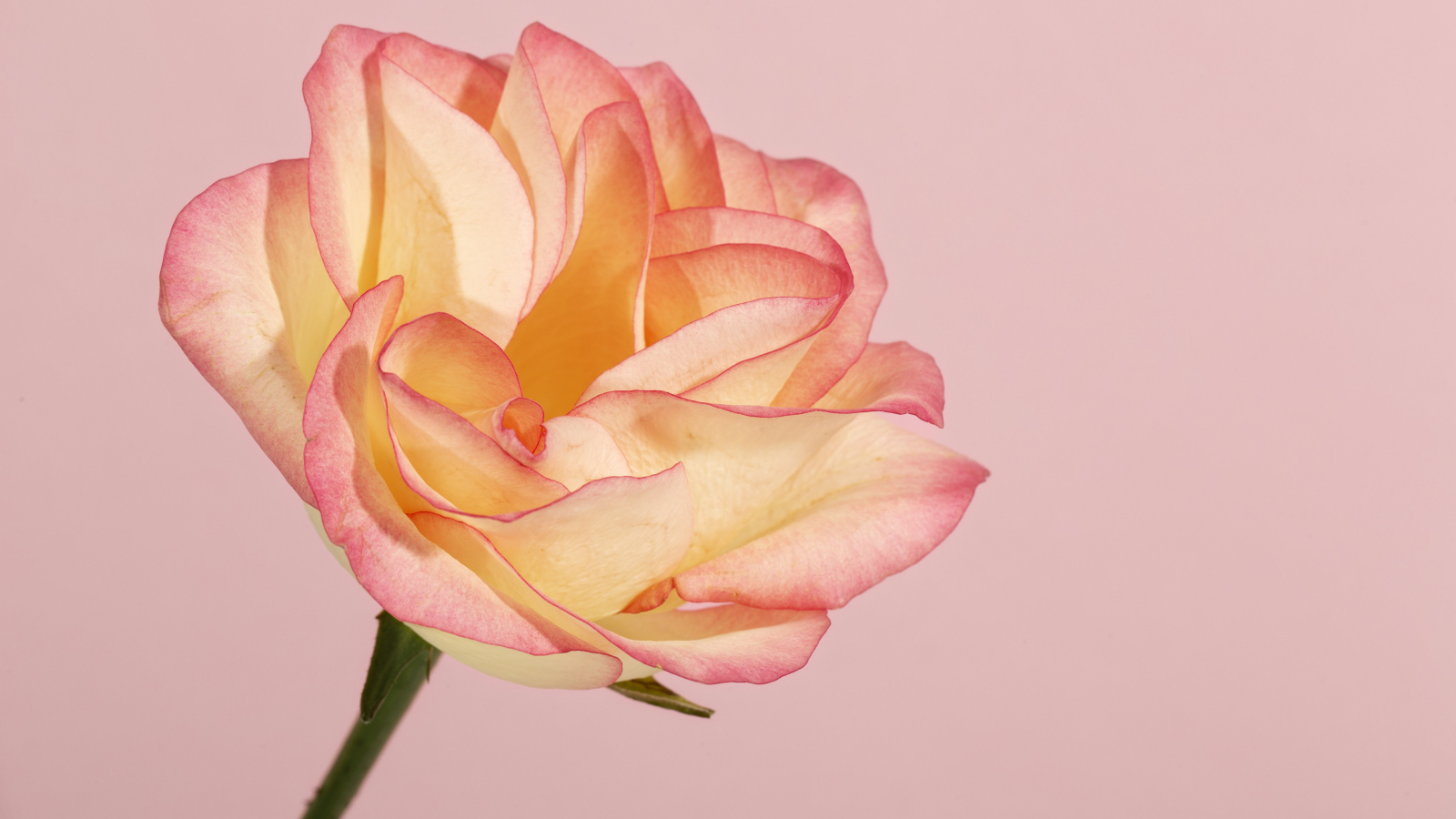 Красивая нежная роза на розовом фоне