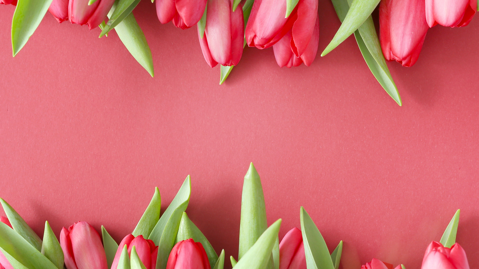 Красивые свежие тюльпаны на розовом фоне