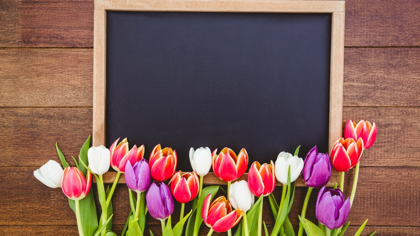 Красивые разноцветные тюльпаны с рамкой на деревянном столе